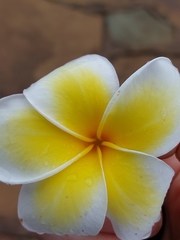 Plumeria