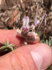 Astragalus andersonii