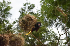 Psarocolius montezuma