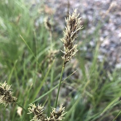 Carex douglasii