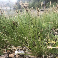 Carex douglasii