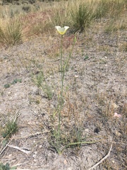Calochortus palmeri