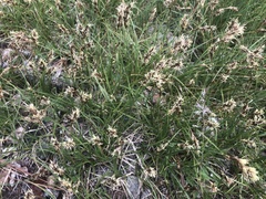 Carex douglasii