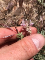 Astragalus andersonii