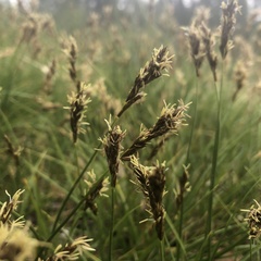 Carex douglasii