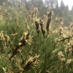 Carex douglasii