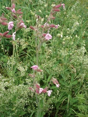 Silene × hampeana