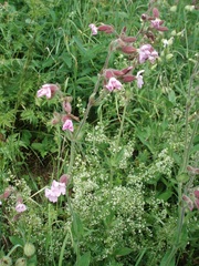 Silene × hampeana