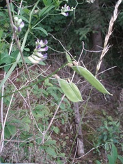 Vicia dumetorum