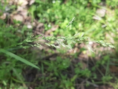 Sphenopholis obtusata