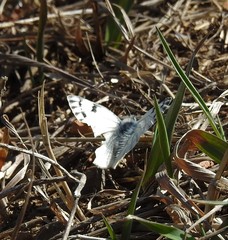 Pontia occidentalis