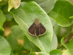 Hesperiinae
