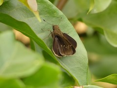 Hesperiinae