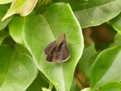 Hesperiinae