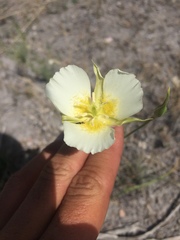 Calochortus palmeri