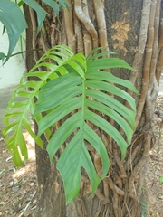 Epipremnum pinnatum