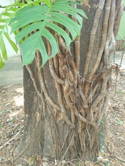 Epipremnum pinnatum