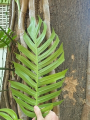 Epipremnum pinnatum