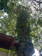 Epipremnum pinnatum