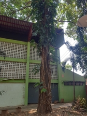 Epipremnum pinnatum