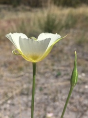 Calochortus palmeri