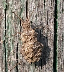 Coreus marginatus