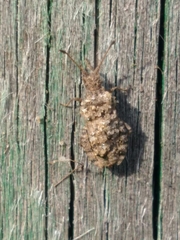 Coreus marginatus