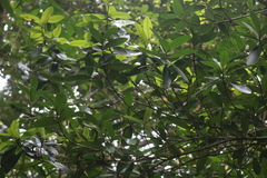 Calophyllum apetalum