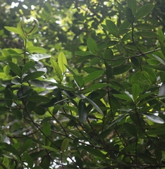 Calophyllum apetalum