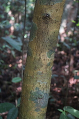 Calophyllum apetalum