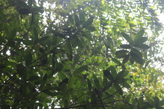 Calophyllum apetalum