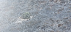 Erica occulta