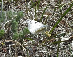 Pontia occidentalis