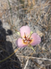 Calochortus palmeri