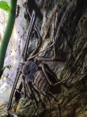 Phrynichus orientalis