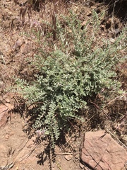 Astragalus andersonii