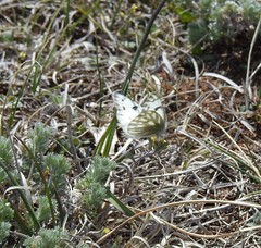 Pontia occidentalis