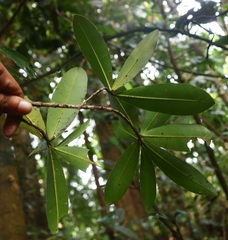 Calophyllum apetalum