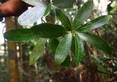 Calophyllum apetalum