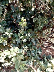 Quercus rotundifolia