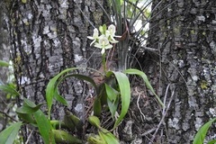 Prosthechea radiata
