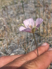 Calochortus palmeri