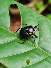 Canthon septemmaculatus