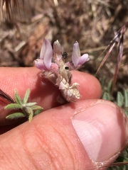 Astragalus andersonii