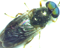 Scenopinus fenestralis