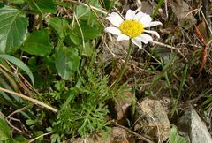 Anthemis pseudocotula