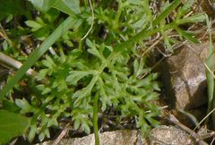 Anthemis pseudocotula