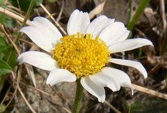 Anthemis pseudocotula