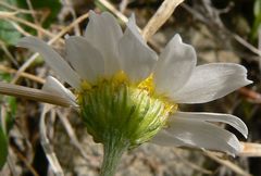 Anthemis pseudocotula