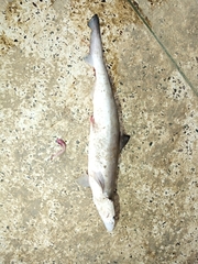 Scoliodon laticaudus